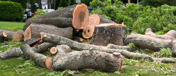 Large Tree Removal in Reading