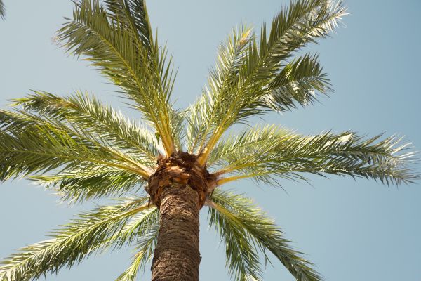 Palm Tree Removal in Reading