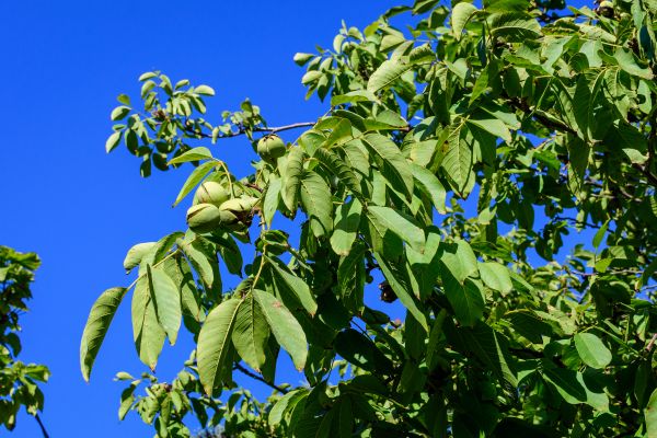 Walnut Tree Removal in Reading