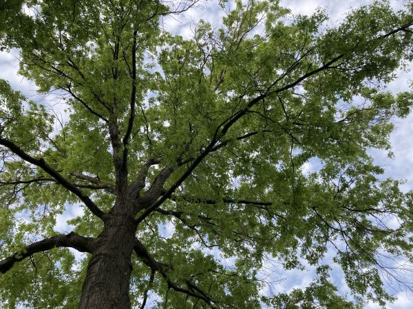 Oak Tree Removal in Reading
