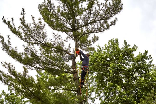 Pine Tree Removal in Reading