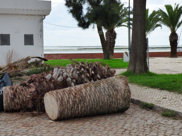 Palm Trees Removal in Reading