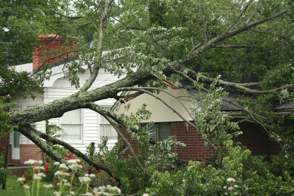Emergency Tree Removal in Reading