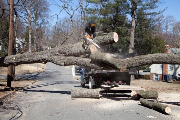 Residential Tree Removal in Reading
