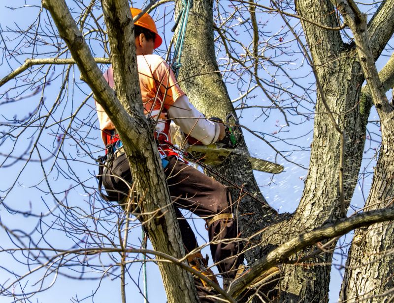 Tree Removal