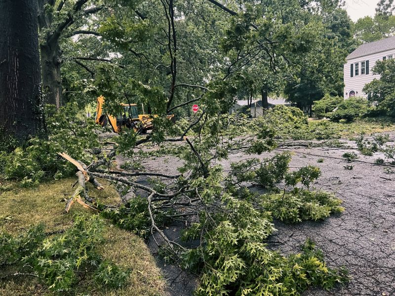 Tree Removal