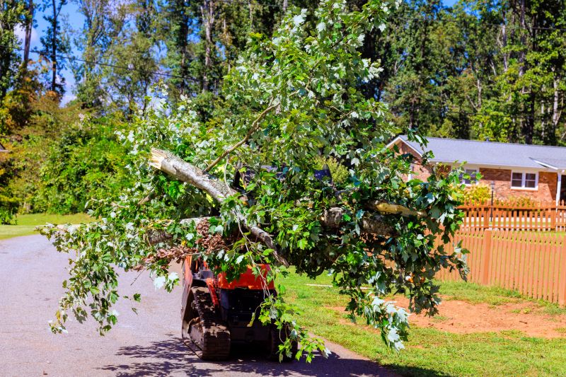Emergency Tree Removal