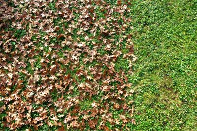 Seasonal Leaf Management