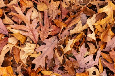 Landscaping Preservation