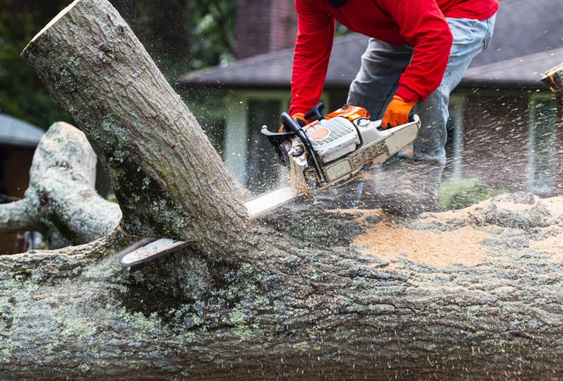 Fallen Tree Removal Process