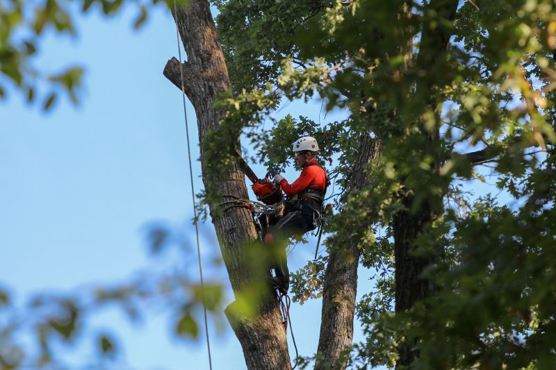 Tree Removal in Progress