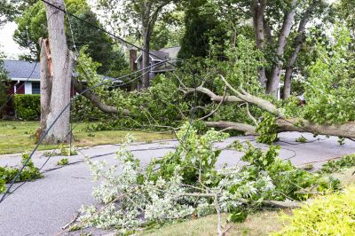 Spring Tree Removal