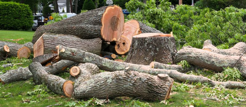 Completed Tree Removal