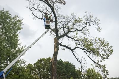 Tree Assessment